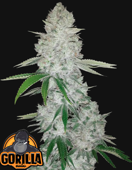 Gorilla Auto - Fast Buds