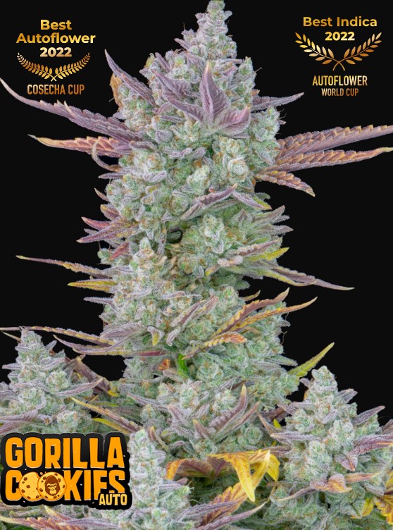 Gorilla Cookies Auto - Snabba knoppar