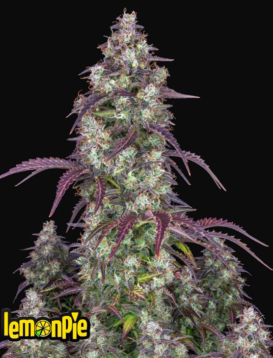 Lemon Pie Auto - Fast Buds