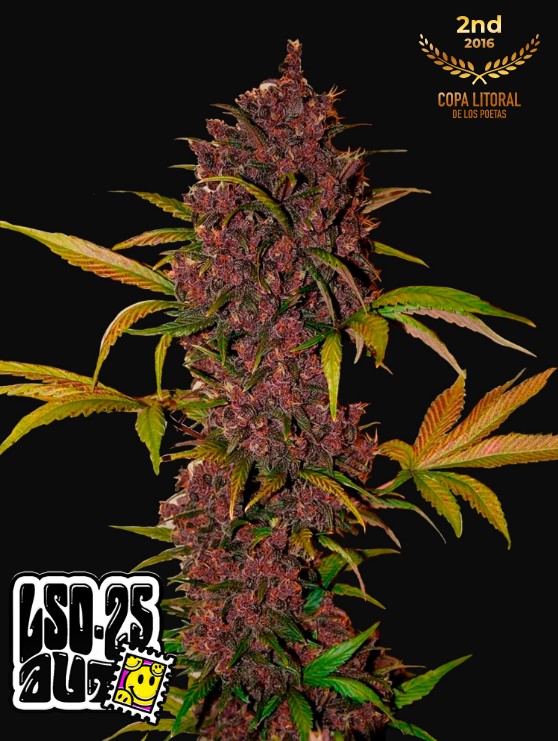 LSD-25 Auto - Snabba knoppar