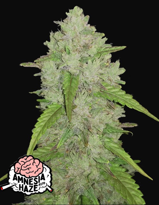 Original Amnesia Haze Auto - Fast Buds