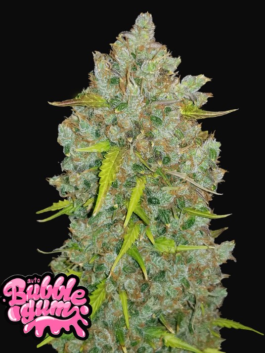 Original Bubblegum Auto - Snabba Buds