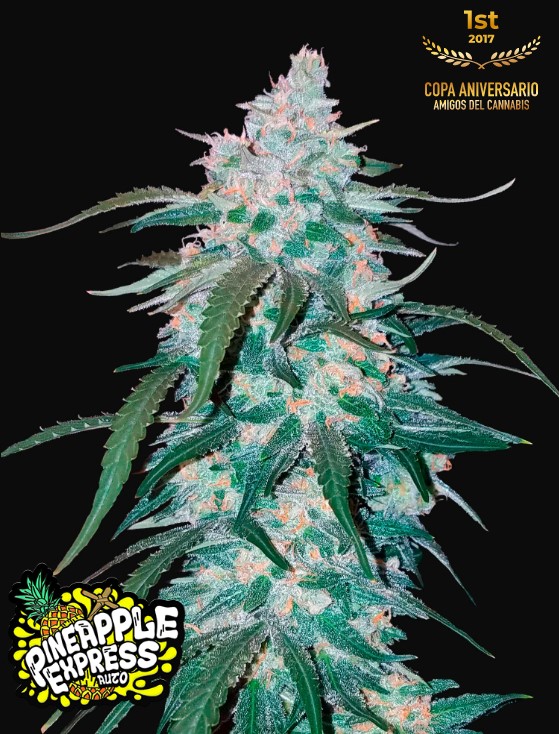 Pineapple Express Auto - Snabba knoppar