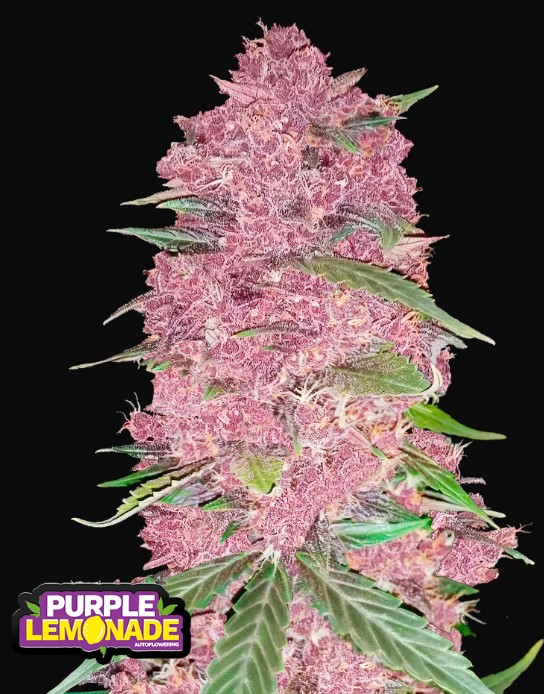 Purple Lemonade Auto - Snabba knoppar