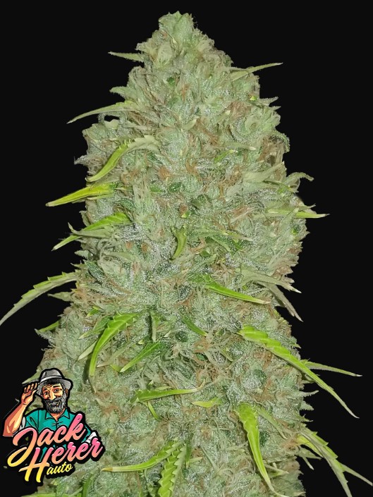 Original Jack Herer Auto - Snabba knoppar