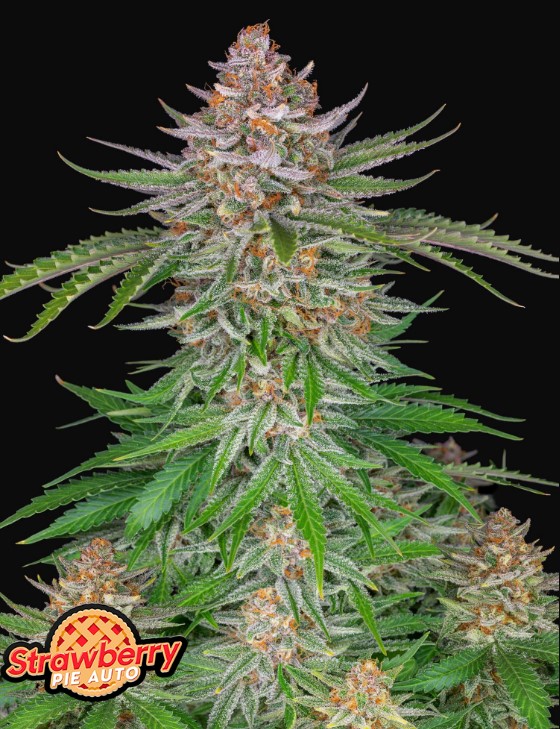 Strawberry Pie Auto - Fast Buds
