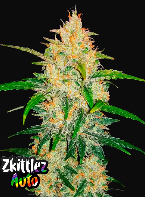 Zkittlez Auto - Fast Buds