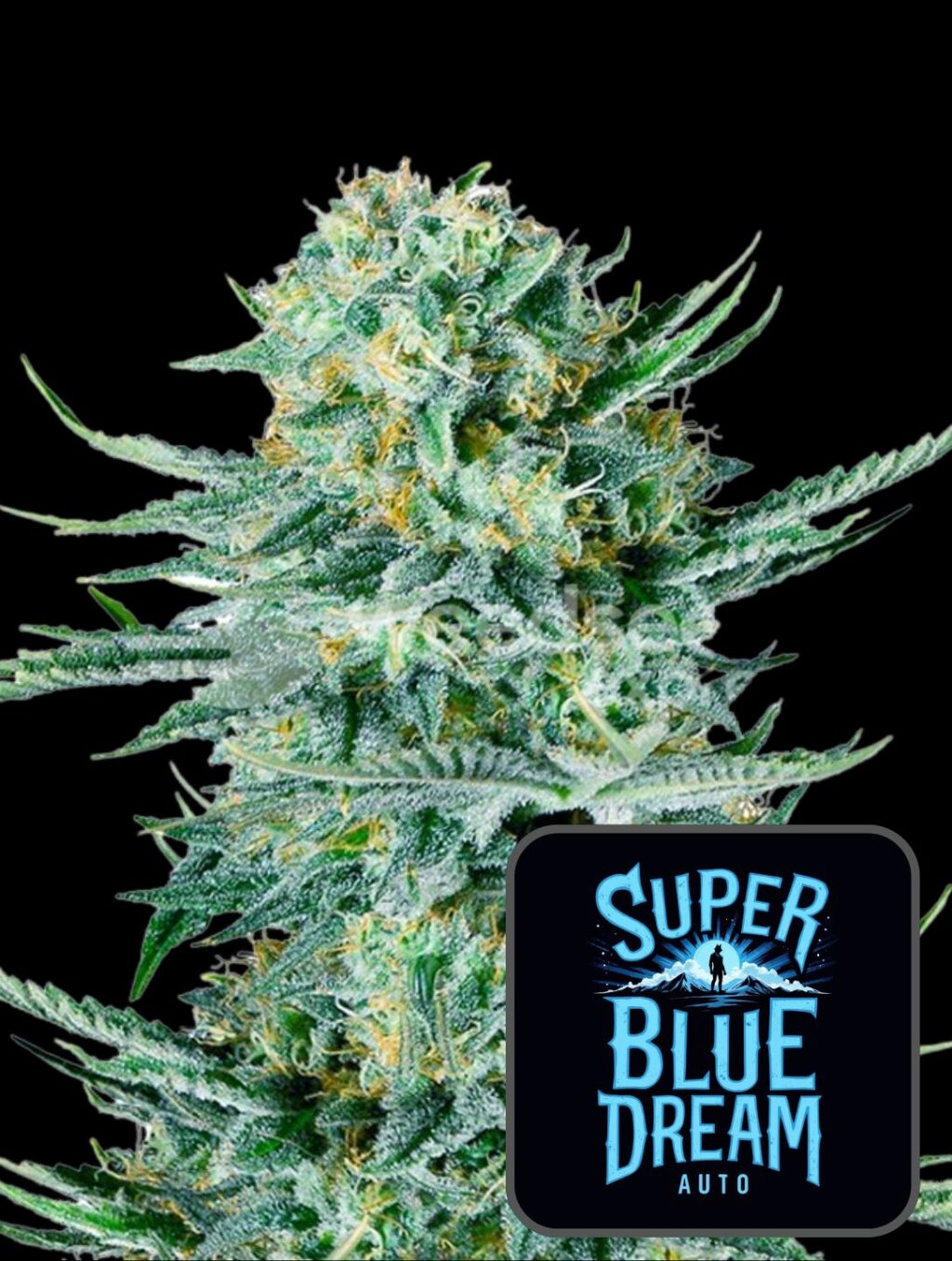 Super Blue Dream Auto - Super frön