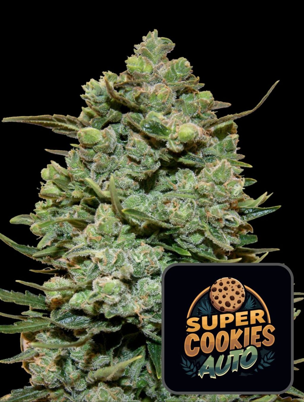 Super Cookies Auto - Super frön