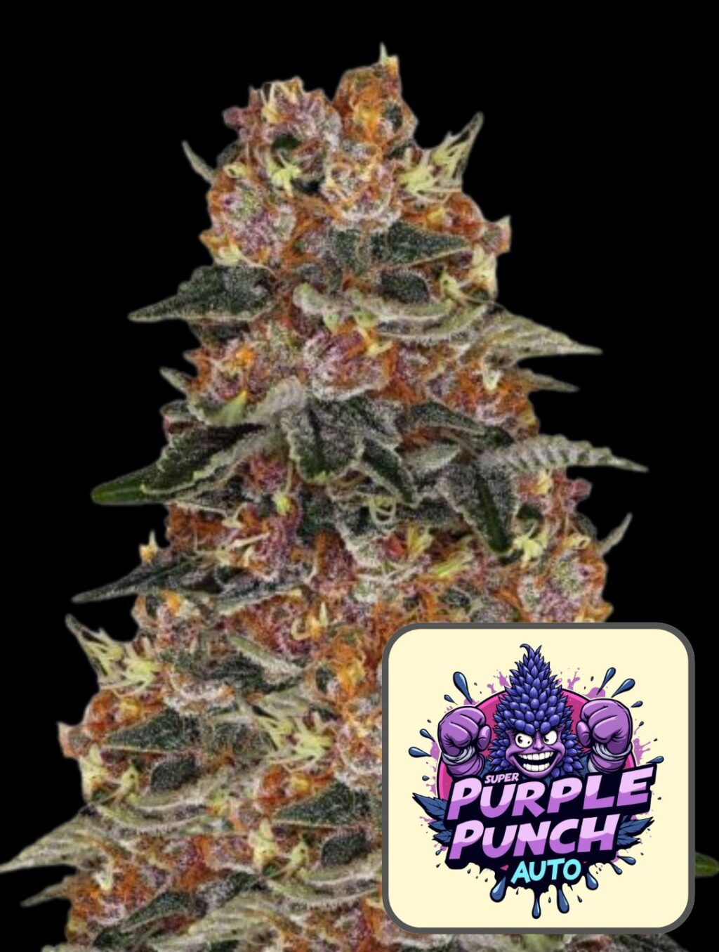 Super Purple Punch Auto - Super frön