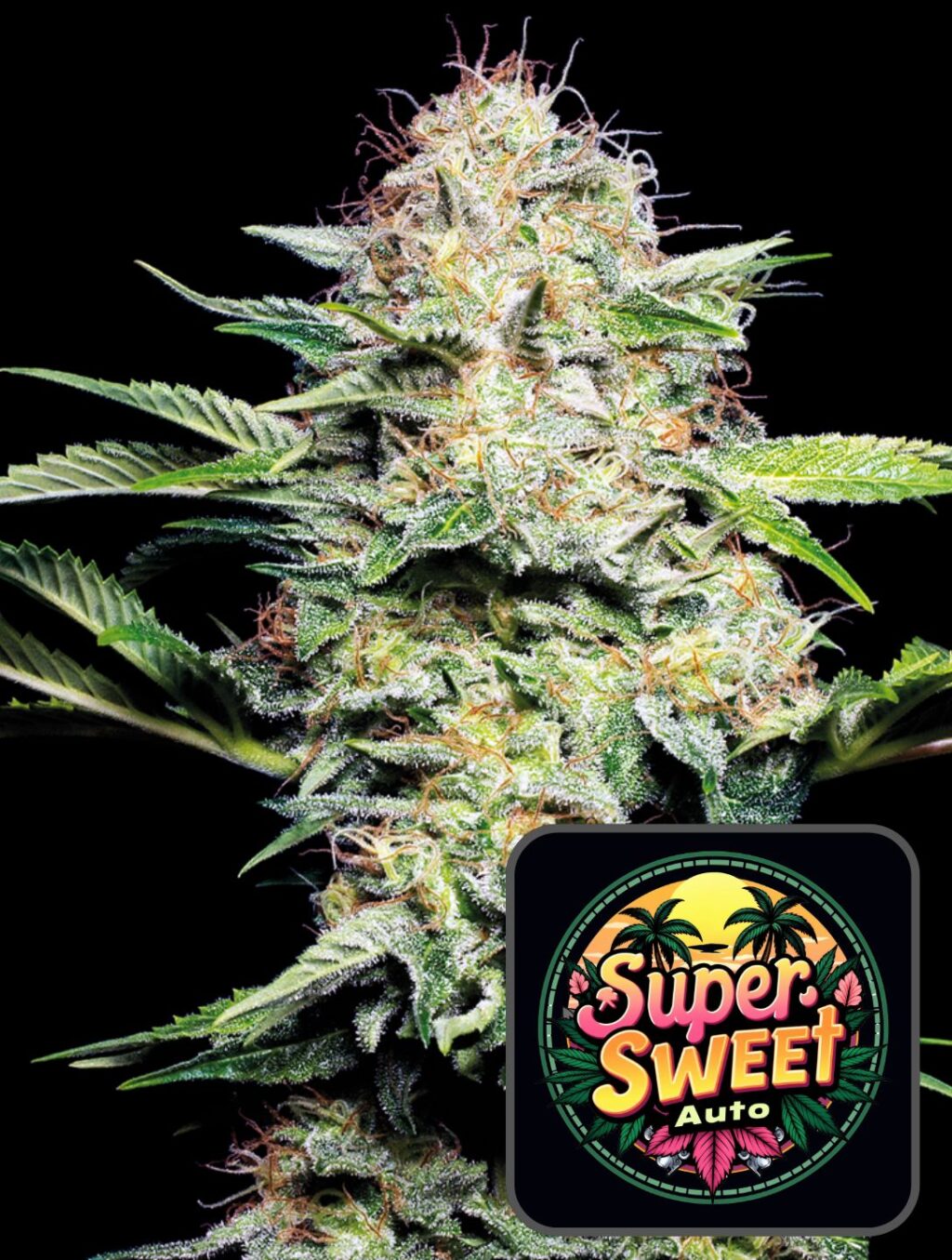 Super Sweet Auto - Super frön
