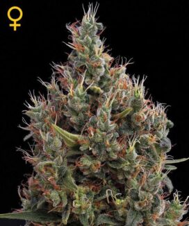 Big_Bang_Auto_superseeds