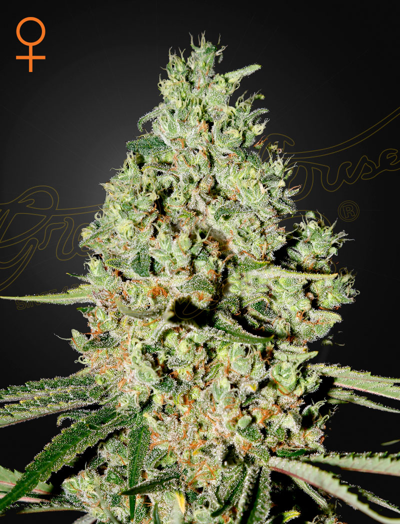 Super Critical (Feminiserad) - Green House Frön