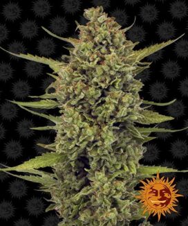 Acapulco Gold (Feminiserad) - Barney's Farm
