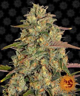 Amnesia Lemon (Feminiserad) - Barney's Farm