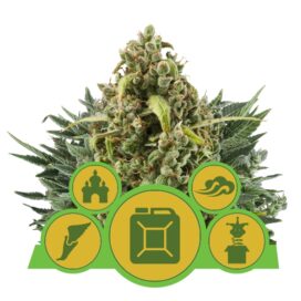 Autoflower Mix - RQS