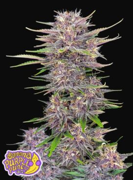 Banan Purple Punch Auto - Snabba knoppar
