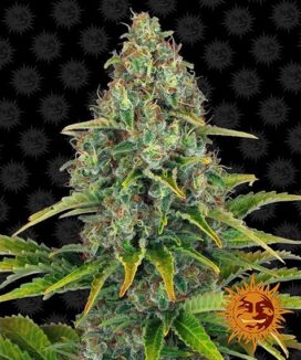 Blue Cheese Auto - Barneys gård