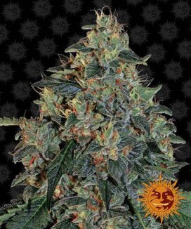 Blueberry OG (Feminised) - Barney's Farm