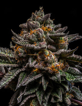 sativa dominerande superfrön 2021