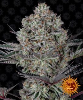Dos Si Dos 33 (Feminised) - Barney's Farm