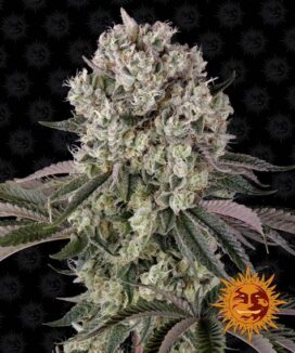 Glookies (Feminised) - Barney's Farm