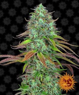 LSD Auto - Barney's Farm