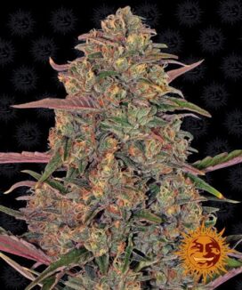 Pineapple Chunk (Feminiseret) - Barney's Farm