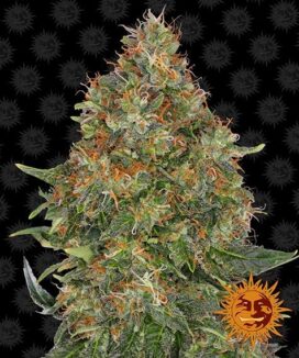 Pineapple Express Auto - Barneys gård