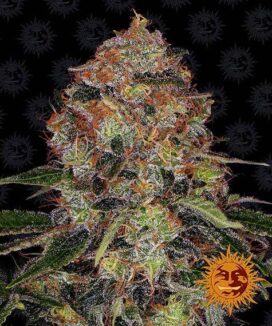 Shiskaberry (Feminised) - Barney's Farm