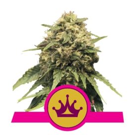 Special Queen #1 (Femininum) - RQS