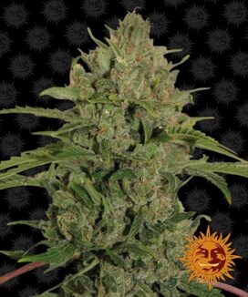 Triple Cheese (feminiserad) - Barney's Farm