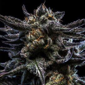 Zombie Kush (feminiserad) - Ripper Seeds