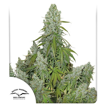 Auto The Ultimate (1 del) - Dutch Passion