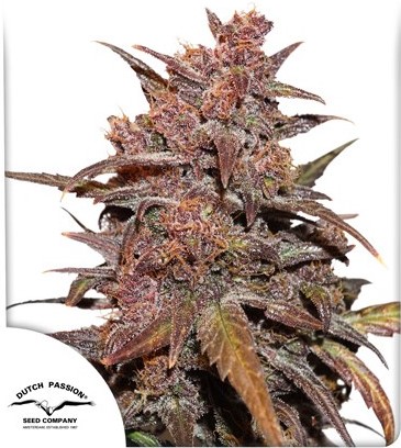 CBD Blackberry Kush Auto - Dutch Passion