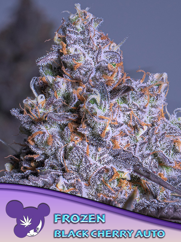 Frozen Black Cherry Auto - Anesia Frön