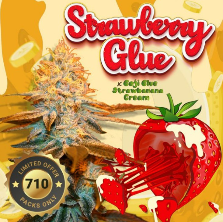 Strawberry Glue 7+1 frø (Feminiseret) Limited Special Pack - T.H. Seeds
