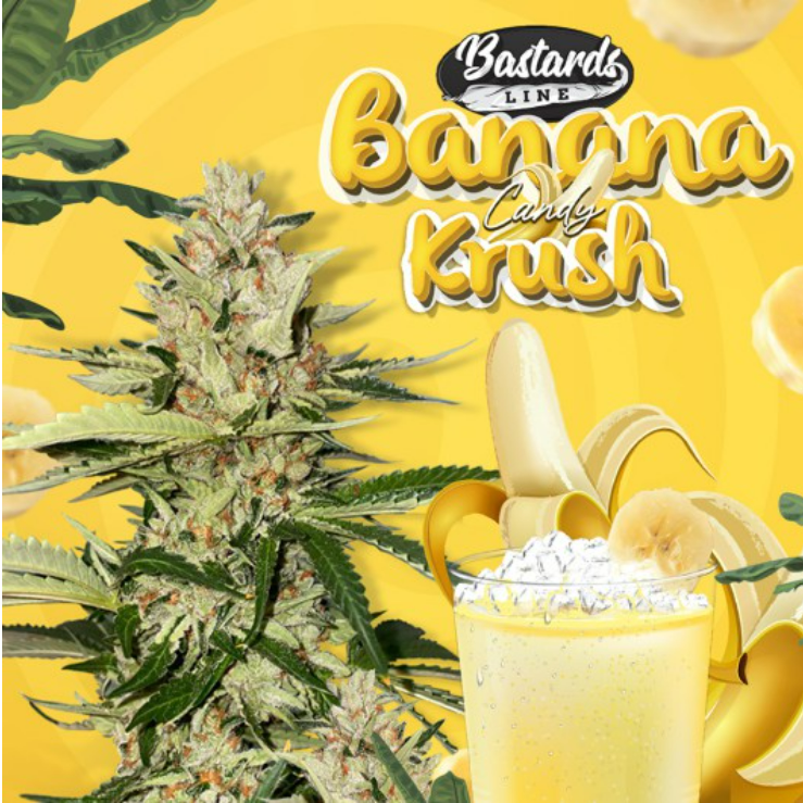 Banana Candy Krush (Feminiseret) - T.H. Seeds