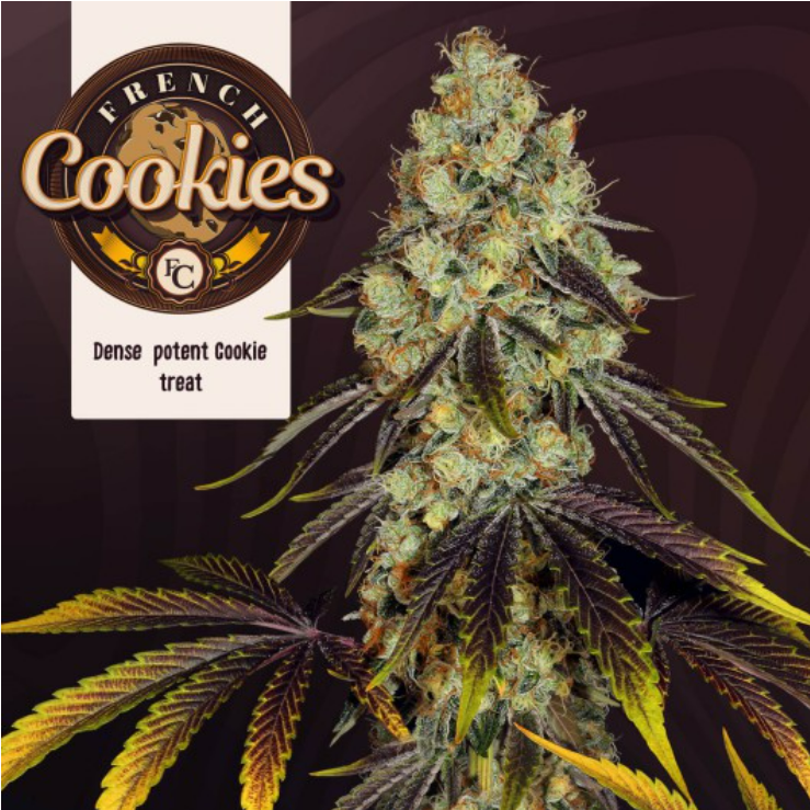 French Cookies 6+1 frø (Feminiseret) - T.H. Seeds