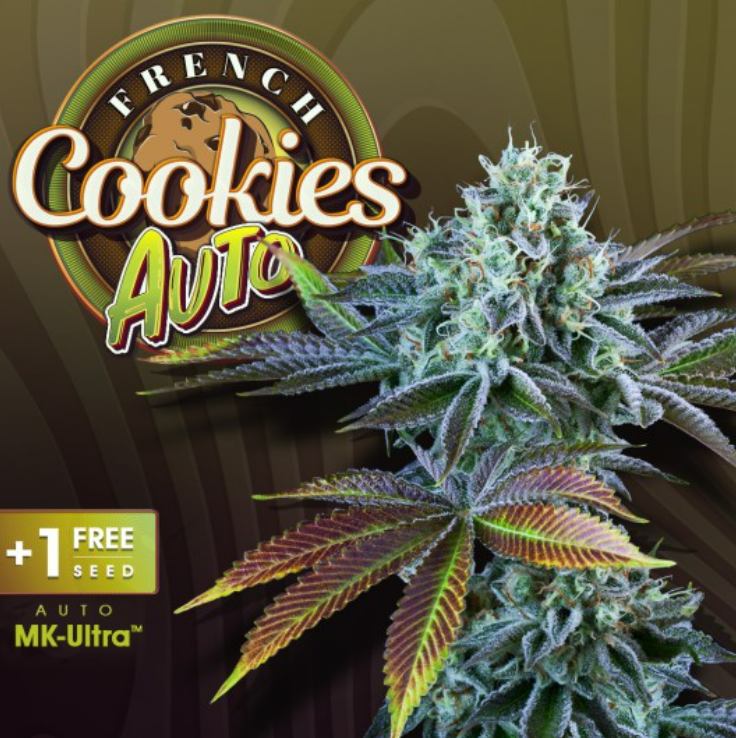 French Cookies Auto 6+1 frø - T.H. Seeds