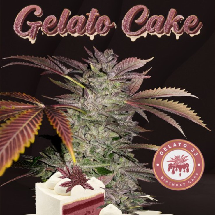 Gelato Cake (Feminiseret) - T.H. Seeds
