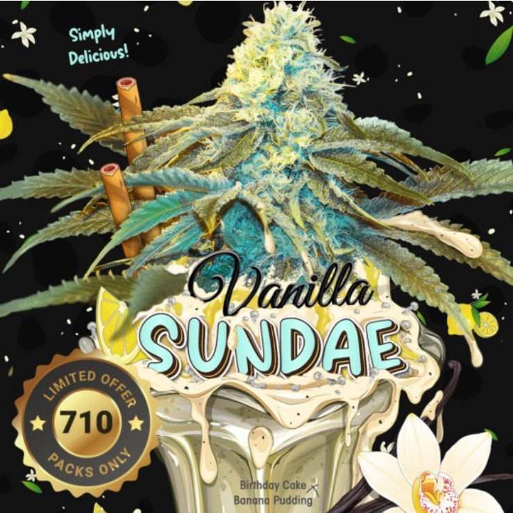 Vanilla Sundae 5+3 frø (Feminiseret) Limited Special Pack - T.H. Seeds