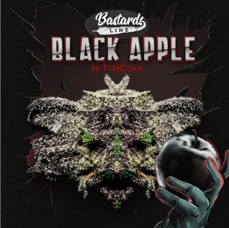 Black Apple Hitchcock 6+1 frø (Feminiseret) - T.H. Seeds