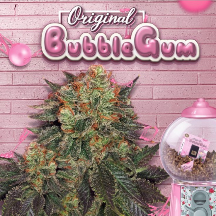 Bubblegum 6+1 frø (Feminiseret) - T.H. Seeds
