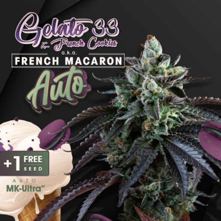 French Macaron Auto 6+1 frø - T.H. Seeds