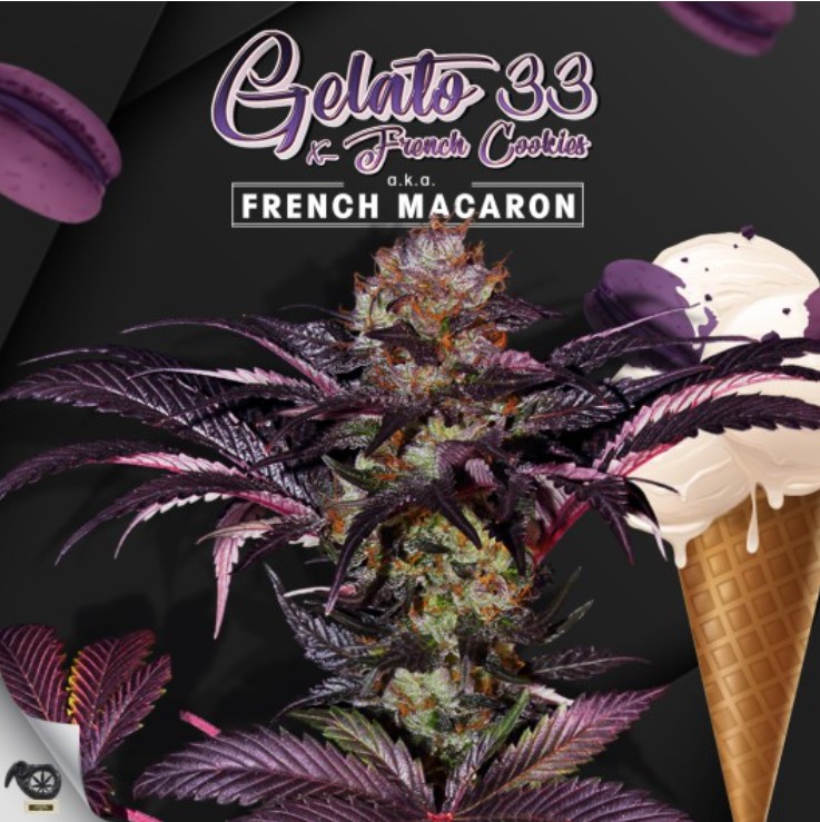 French Macaron (Feminiseret) - T.H. Seeds