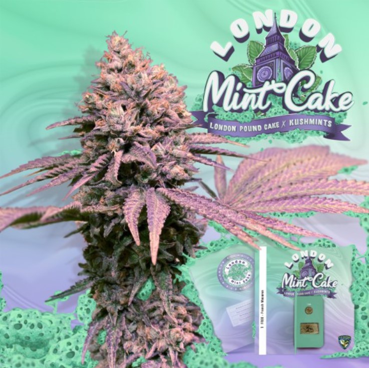 London Mint Cake (Feminiseret) - T.H. Seeds