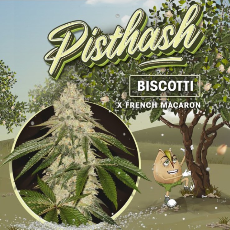 Pisthash (Feminiseret) - T.H. Seeds
