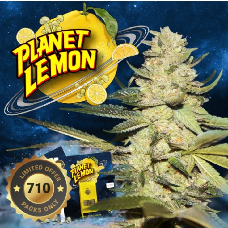 Planet Lemon 5+3 frø (Feminiseret) Limited Special Pack - T.H. Seeds